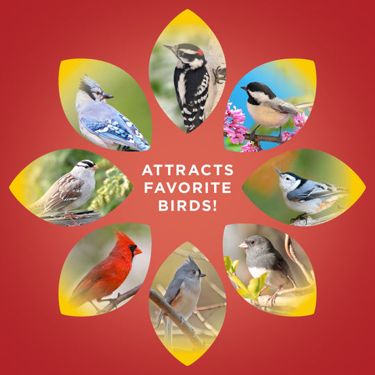Safflower Seed Bird Food